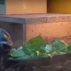 動画テストの画像