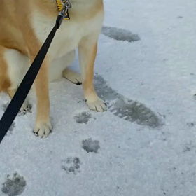今日は元旦の画像