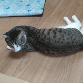 おもちゃでチャチャチャの画像