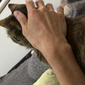 マリーちゃん、くつろぎタイムの画像