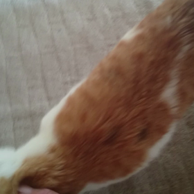 甘えんぼさんの画像