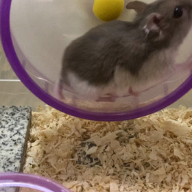 ダイエット失敗の予感の画像