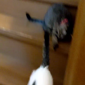 遊び(=^x^=)の画像