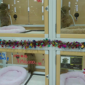 おねだり ワンちゃんの画像