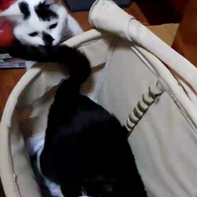 大物チャールズと先住猫さんの画像