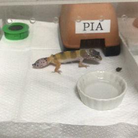 ピアちゃん　リアちゃん餌を食べる瞬間の画像