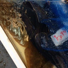 活アナゴ。の画像