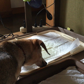 またまた、畳んでました！の画像