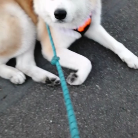 前半歩く気無し❗未来丸前へ進まず。の画像