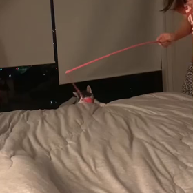 夜の運動会の画像