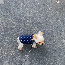 クリの自由な散歩^^;の画像