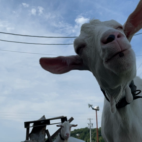 お返事ポールの画像