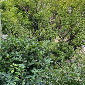 毎朝蝉の声が賑やかしい。の画像