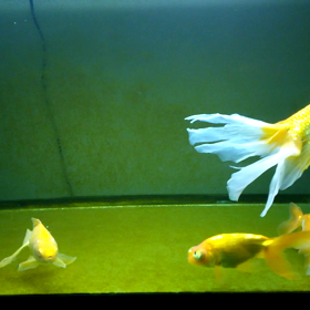 たまには120cm水槽。の画像