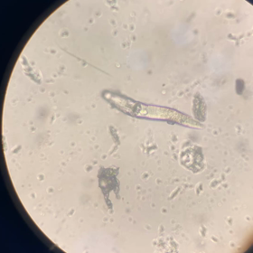 ハムスターさんの毛包虫の画像