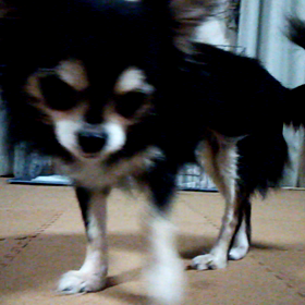 動くティット(*´∀｀)の画像