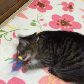 エイプリルフール…？の画像