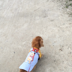 よく歩いた！の画像