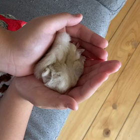 可愛すぎるクリミノちゃん♡の画像