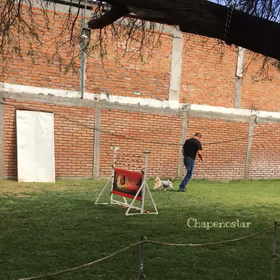 チュロ、トレーニングを受けるの画像