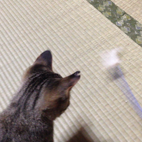 ジンタ、ねこじゃらしで遊ぶ。その2の画像
