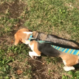 ♪お散歩動画♪代々木公園♪の画像