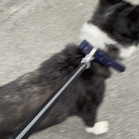 こゆきの散歩の画像