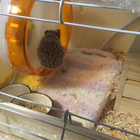 ホイール練習をするまるおの画像