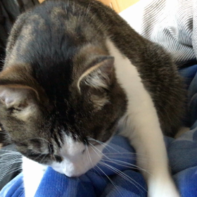 今日のネコの画像