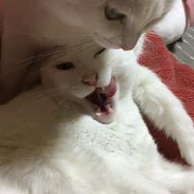 親子よのぉ〜の画像