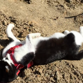 てつ散歩の画像