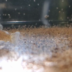 サテライトからの画像