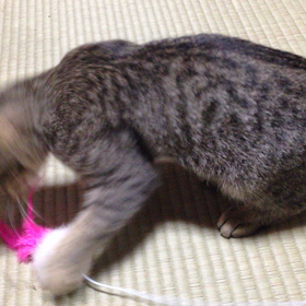 ジンタ、ねこじゃらしで遊ぶ。その１の画像