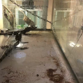 ワニの餌やり‼︎の画像