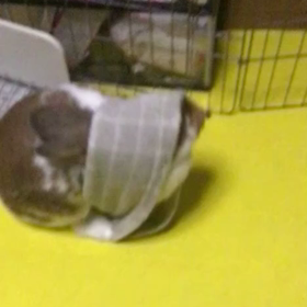 今日のふづきちゃんの画像