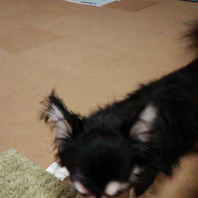 本日のティットちゃん(o^O^o)の画像