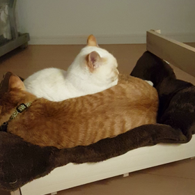 夜も仲良くの画像