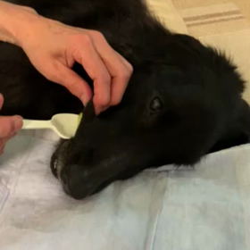 老犬が食べなくなった時の画像