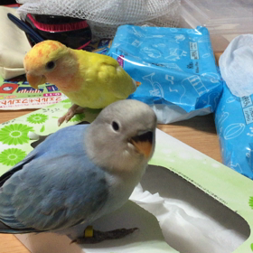 オパーリンの画像