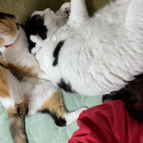 くつろぎの定位置の画像