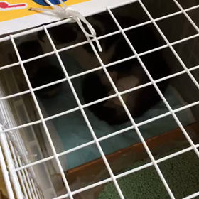 皐月くん、ごはんおかわりの画像