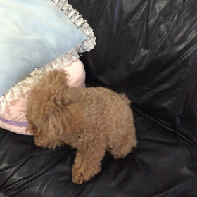 【動画】朝、散歩に行こう( ´ ▽ ` )ﾉと言ったら・・・の画像