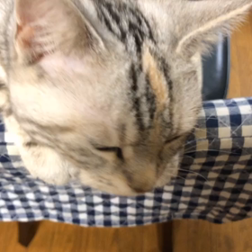 また襲われるの画像