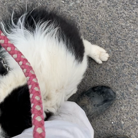 ボーダーコリー　散歩練習2回目の画像