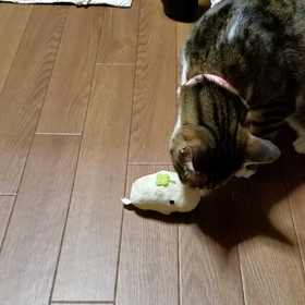 こま動画♪の画像