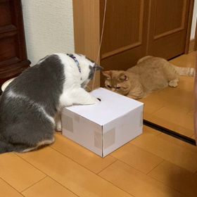 スリッパが履けるようになりましたの画像