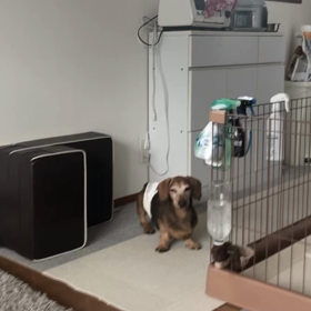 朝ごはん待ち　お腹すいてるよーの画像