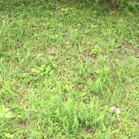 ツクツクボウシの画像