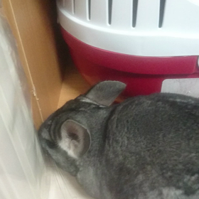 #チンチラ #しつけ #無理の画像