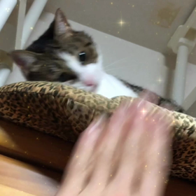 早朝仕事！酔っ払い保護猫デールの動画。の画像